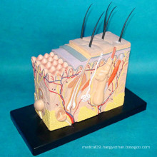 Enlarged Skin Anatomic Medical Model for Teaching (R160107)